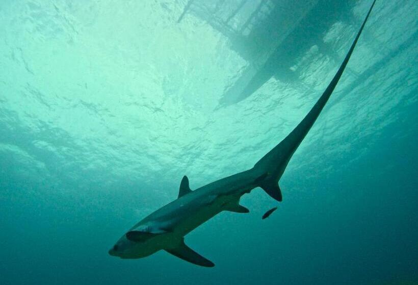 Little Mermaid Dive Resort