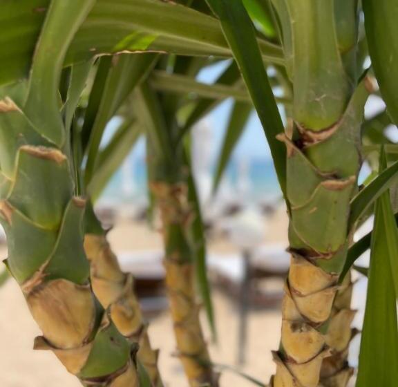 апартамент в комплекс свети никола плаж градина