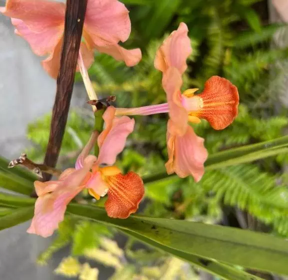 Le Liseron Créole   Entre Terre, Mer Et Rivière   Proche Toutes Commodités