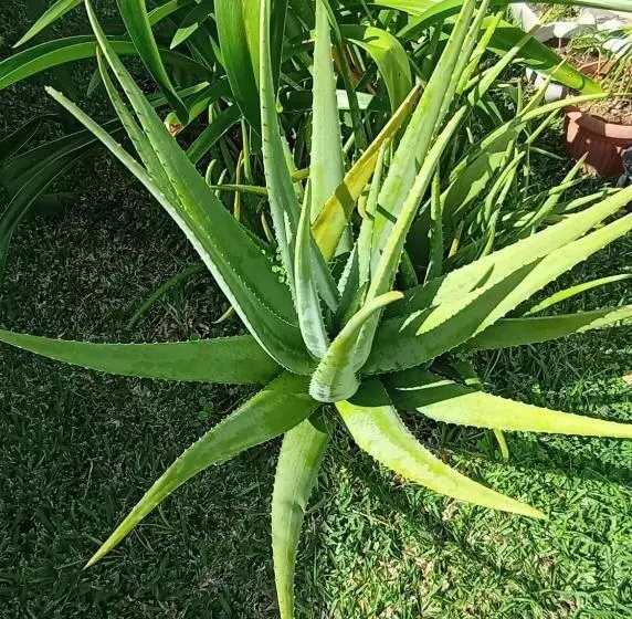 Le Liseron Créole   Entre Terre, Mer Et Rivière   Proche Toutes Commodités