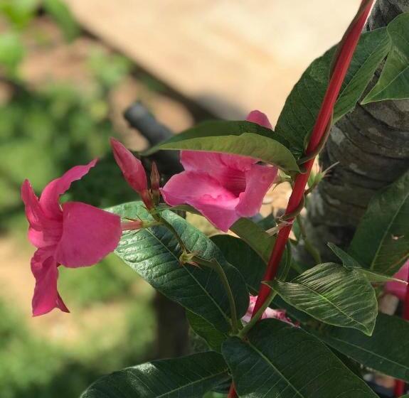 酒店 Park Villa Chaiyaphume