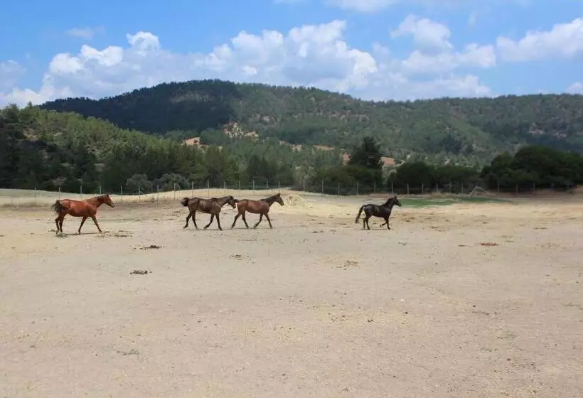 Gaia Residence, Peristerona, Polis Chrysochous