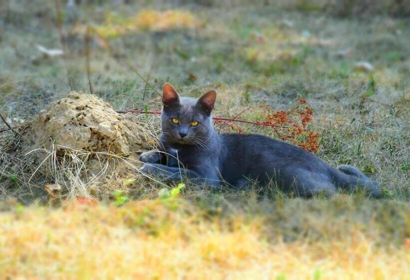 پانسیون Casa Smeilor Horezu