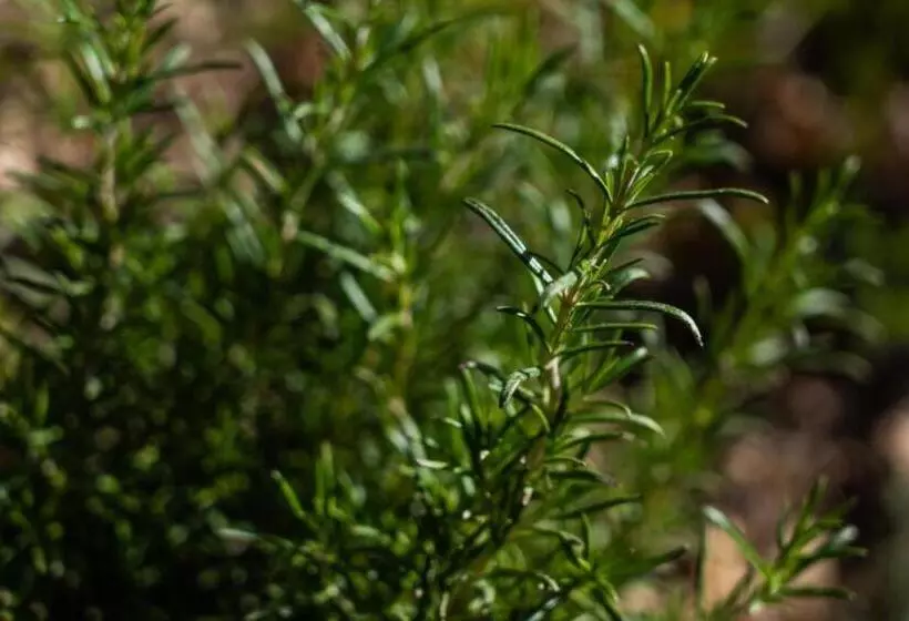 Villaggio Anemone   Chalet Castagno