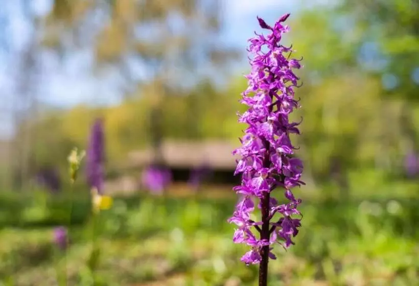 Villaggio Anemone   Chalet Castagno