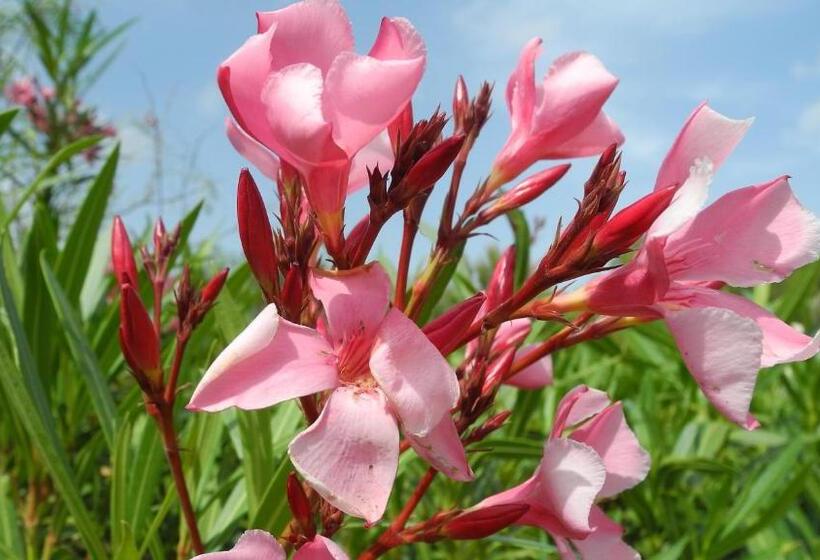 Bed and Breakfast Casa Romero