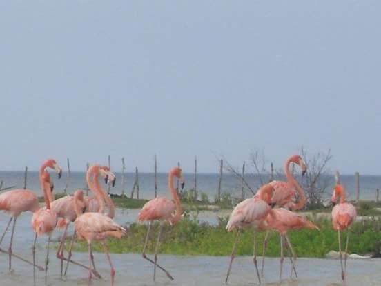 فندق San Felipe De Jesus Yucatan