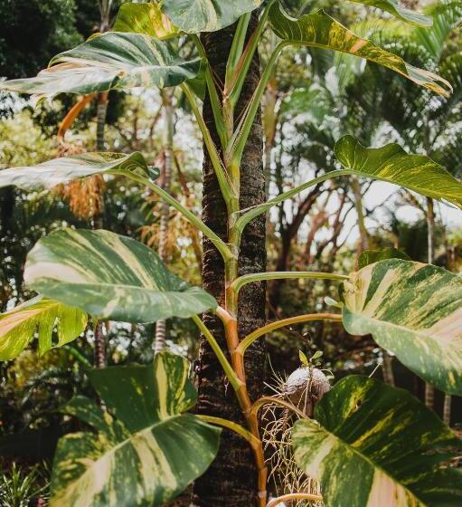 بنسيون Kûara Pipa