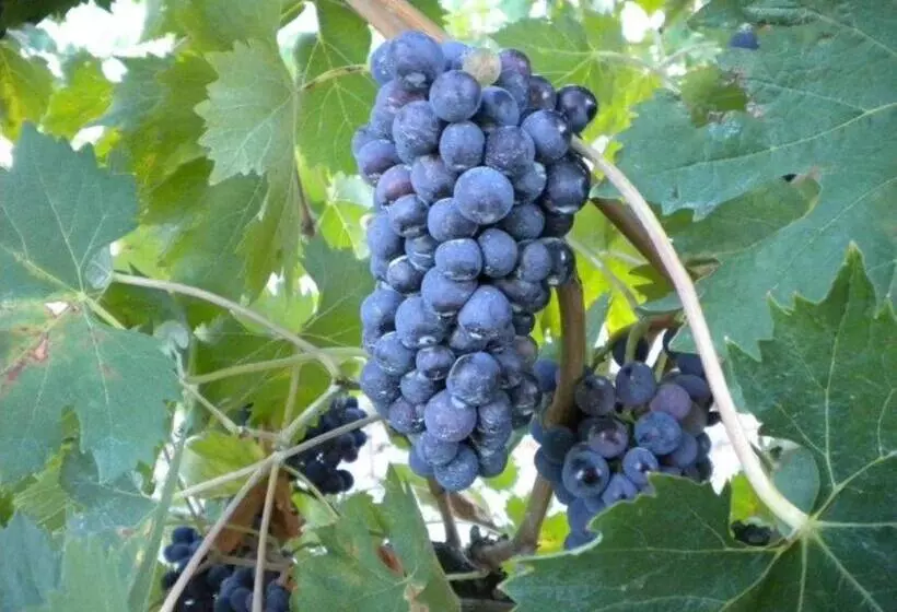ホテル Agriturismo Il Melo