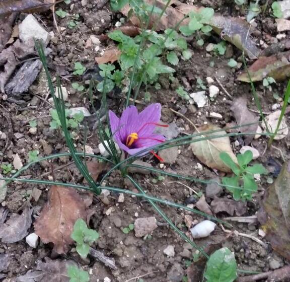בית מלון כפרי Agriturismo Il Melo