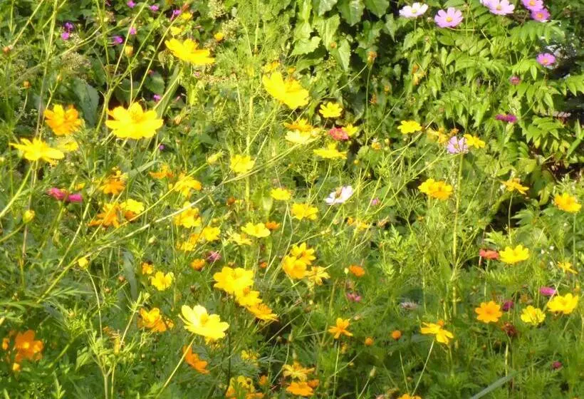 ユースホステル Jasmine Garden Inn