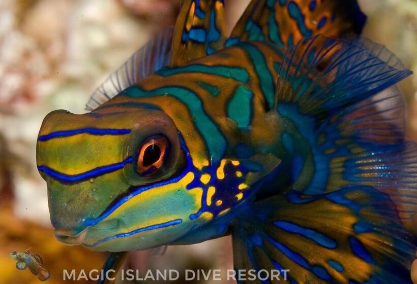 Magic Island Dive Resort