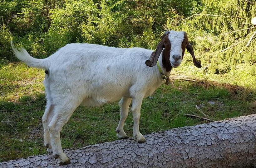 Pension & Apartments Linkemühle