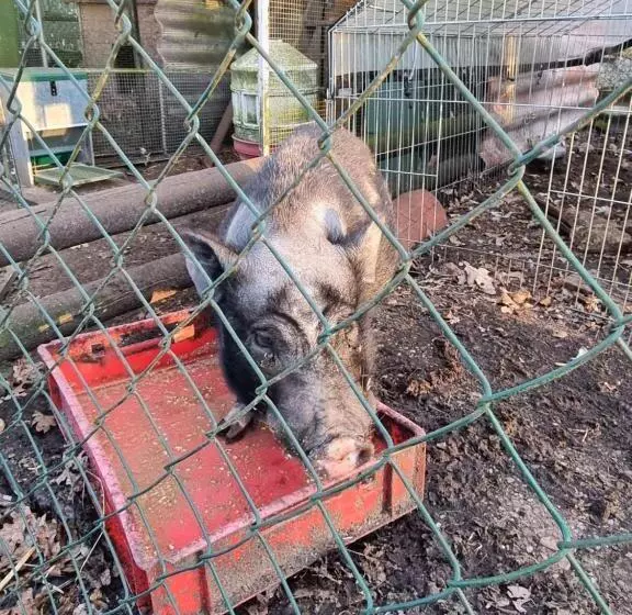 Ferienwohnung Noltenius