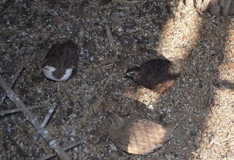 Ferienwohnung Noltenius