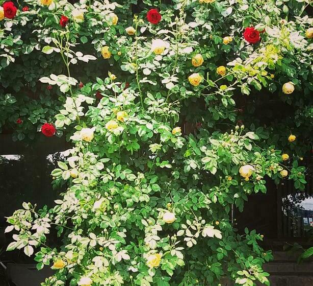 בית מלון כפרי семеен хотел къща тодорови