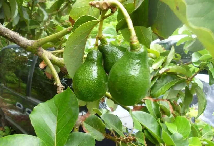 Retkeilymaja Posada Nativa Miss Casira