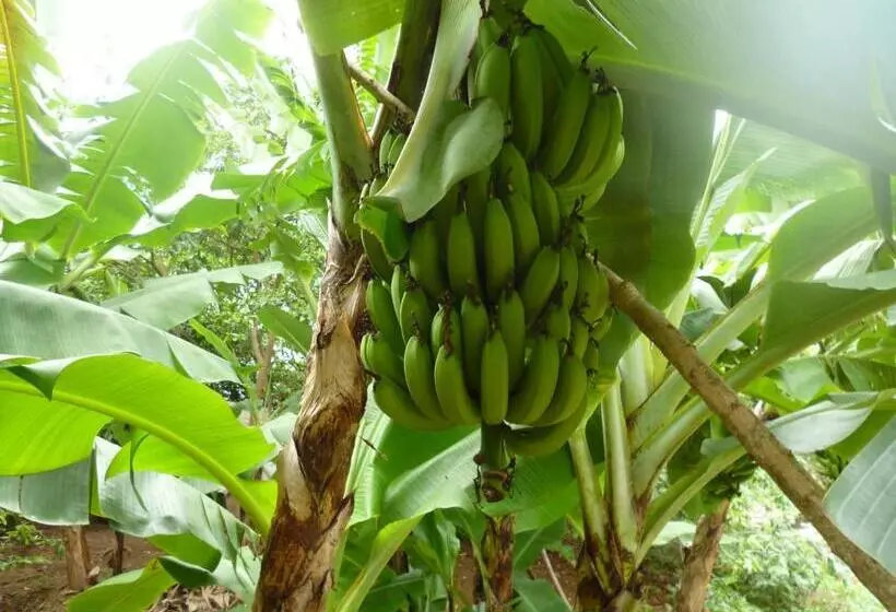 Retkeilymaja Posada Nativa Miss Casira