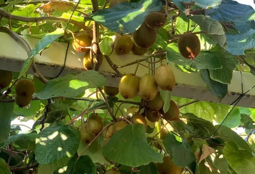 Il Nido Dei Gufi Bed And Breakfast