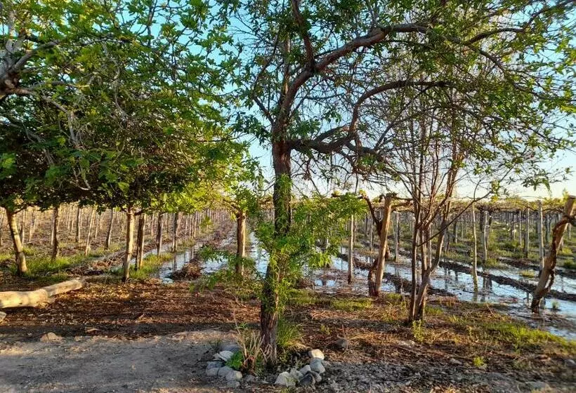 Entre Viñas, Sol Y Montañas