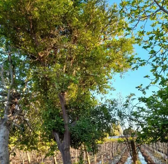 Entre Viñas, Sol Y Montañas