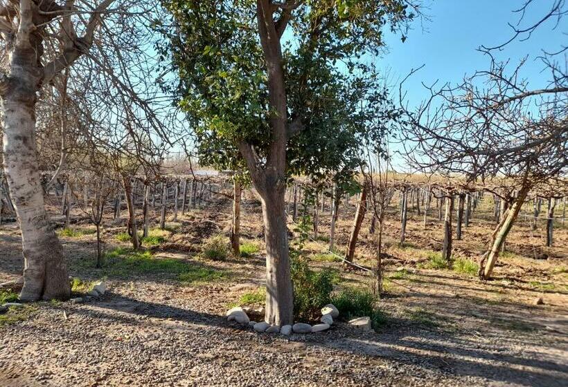 Entre Viñas, Sol Y Montañas