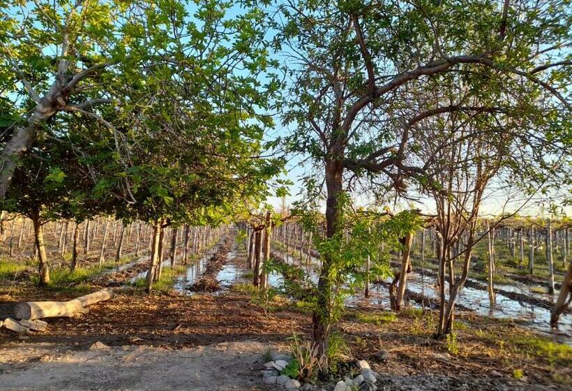 Entre Viñas, Sol Y Montañas