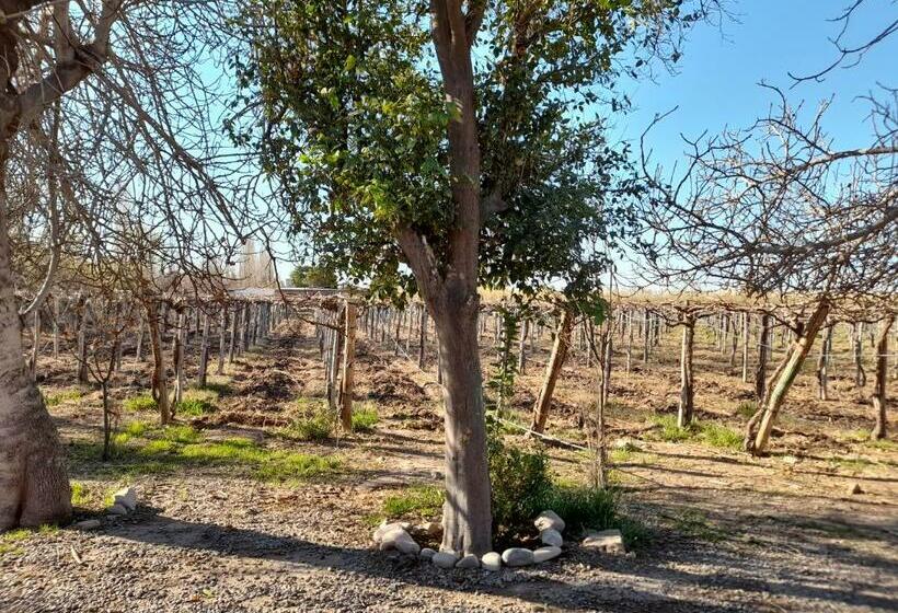 Entre Viñas, Sol Y Montañas