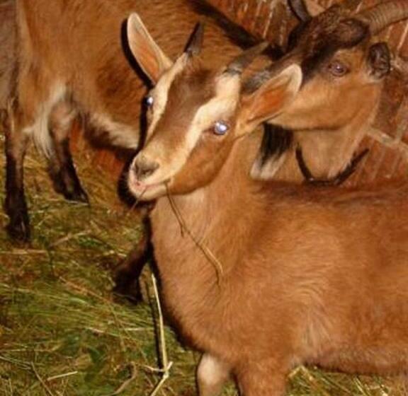 Reit Und Ferienhof Emstal