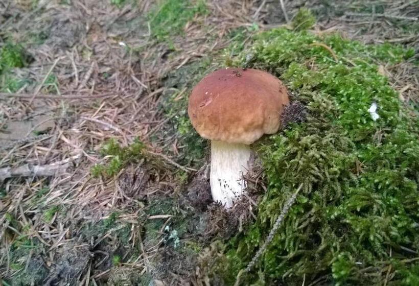 Pool, Pokale, Sauna, Billard, Kirche U. Viel Natur