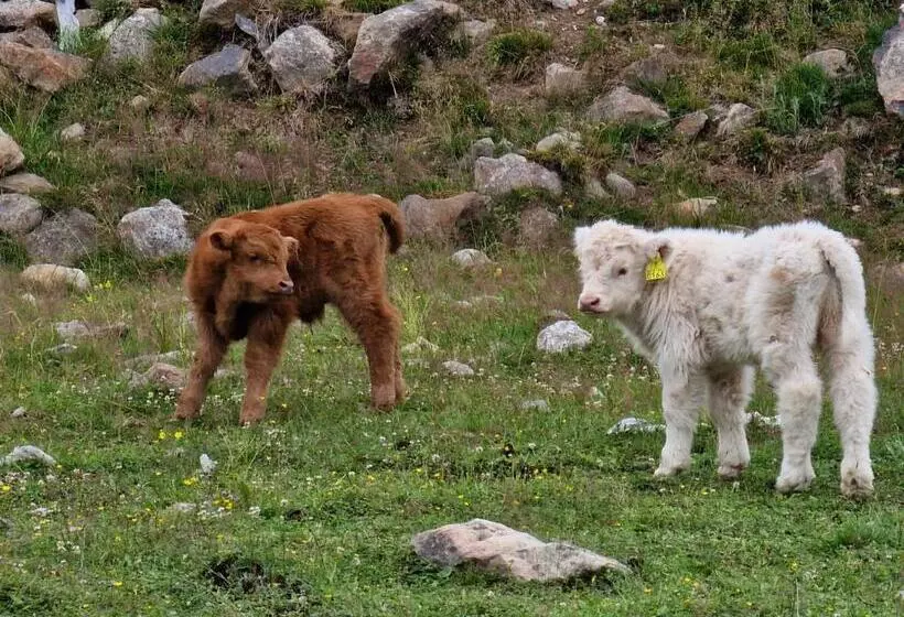 Vacation Home Tulikallio