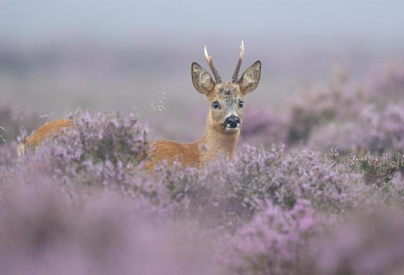 Отель Van Der Valk Spier Dwingeloo