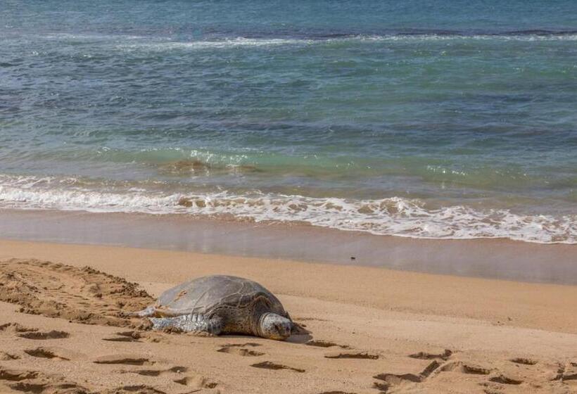 فندق Nohonani 306