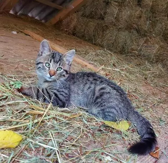 هتل Mala Farma Nani