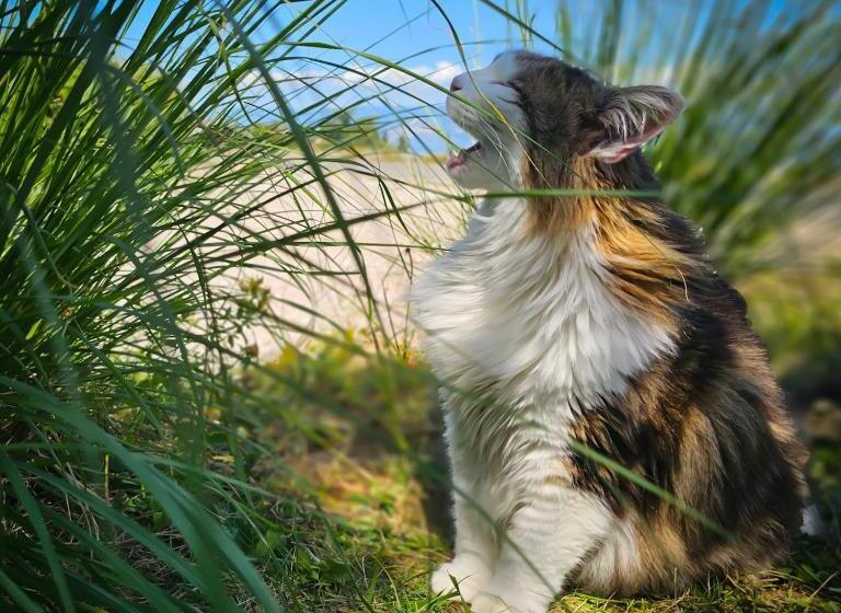 פנסיון Logement Avec Billard, Home Cinéma Et Terrasse Privatisés