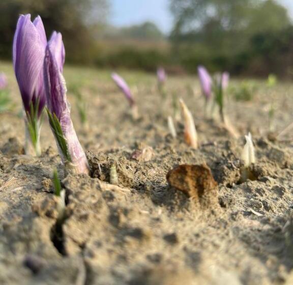 ホテル Agriturismo Ippocastano