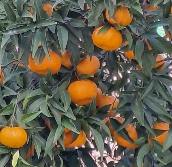 פנסיון Greliu 1860