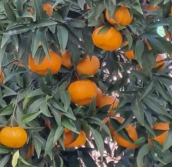 پانسیون Greliu 1860