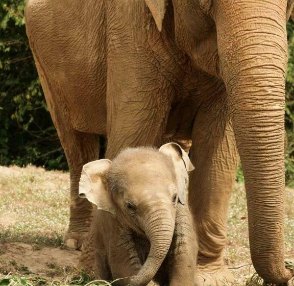 فندق Keyali Holiday Inn