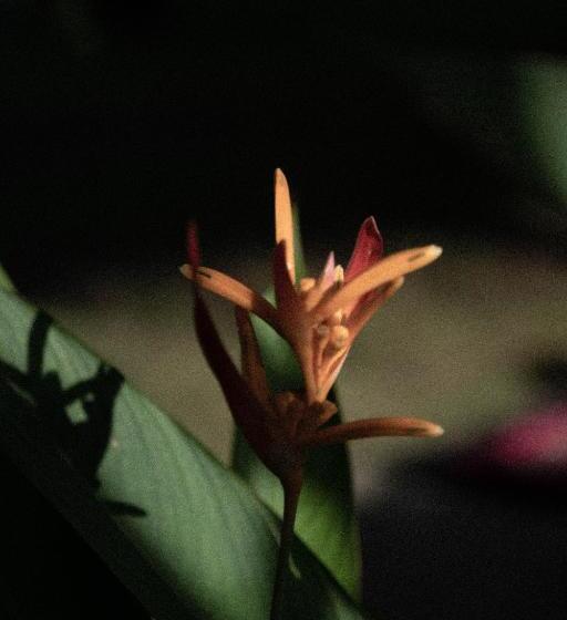 Majatalo Clics Coliving & Coworking