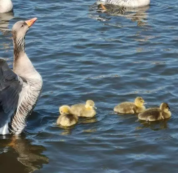 ホテル Fitschen Am Dorfteich