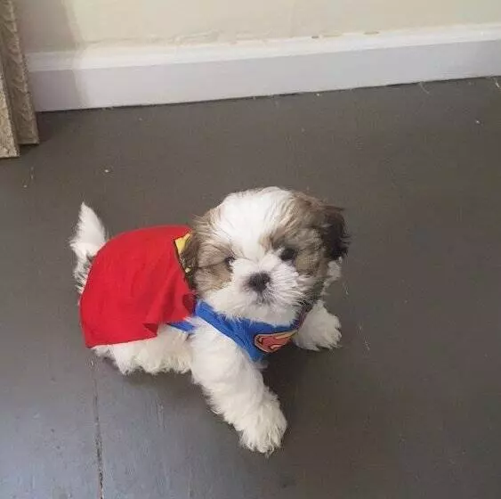 Retkeilymaja San Antonio