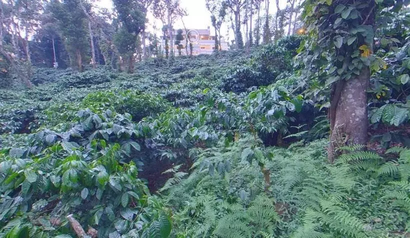 リゾートホテル Orange Valley Plantation Holiday Coorg