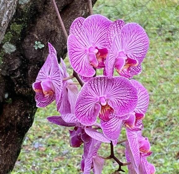 펜션 Villaggio Dos Pássaros