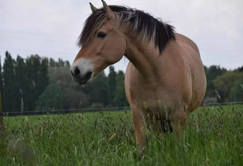 Aamiaismajoitus (B&B) Ferme De La Forterie