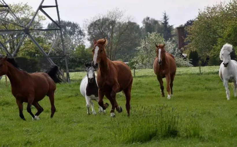Aamiaismajoitus (B&B) Ferme De La Forterie