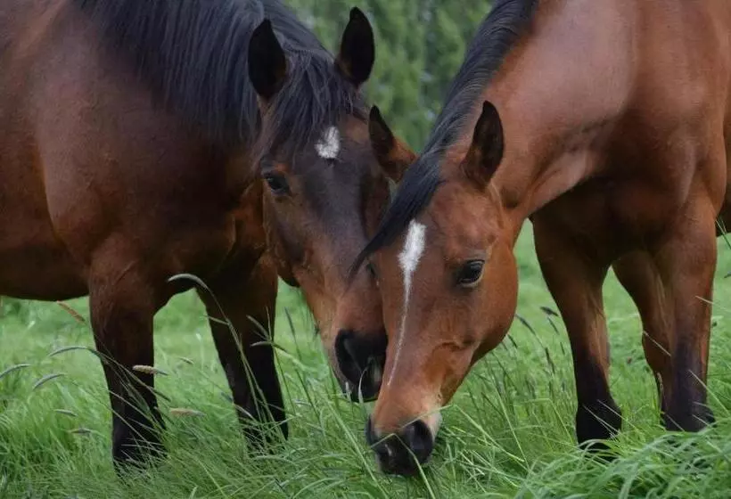 Aamiaismajoitus (B&B) Ferme De La Forterie