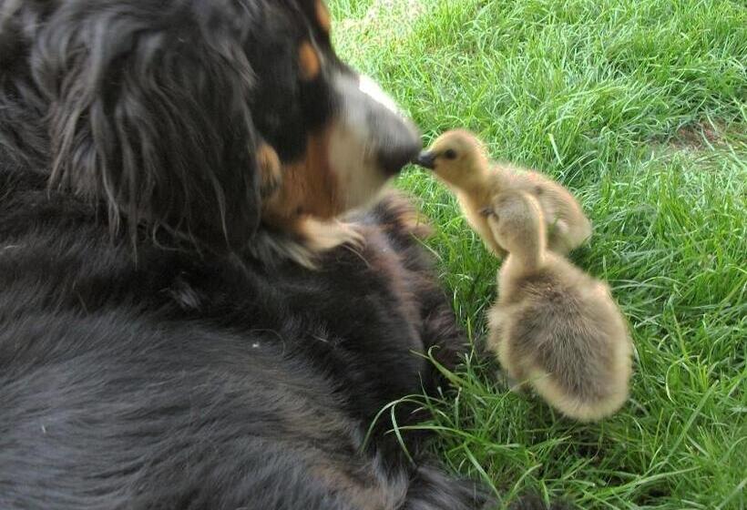 بنسيون Bari Tanya