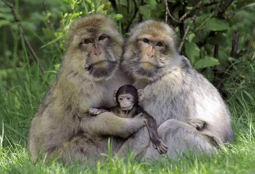 בית מלון כפרי The Dog & Doublet Inn