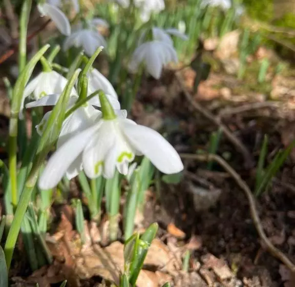 Aamiaismajoitus (B&B) Old Orchard